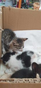 V_Kitten_12.05.2025