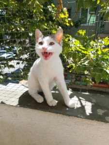 IVET_18.04.2025