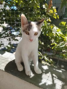 IVET_18.04.2025