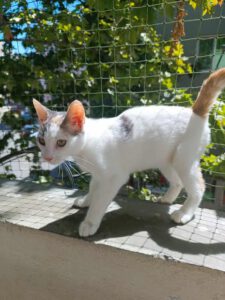 IVET_18.04.2025