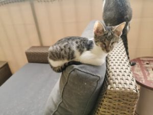 CUDDLES_05.2025