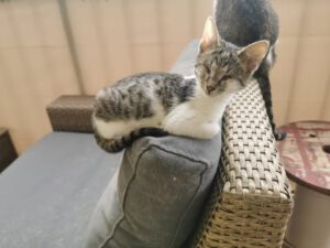 CUDDLES_05.2025