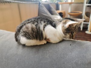 CUDDLES_05.2025