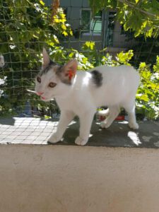 IVET_18.04.2025
