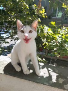IVET_18.04.2025