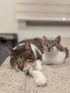 CUDDLES_05.2025