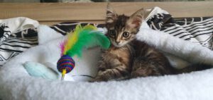 MYLA_06.2025