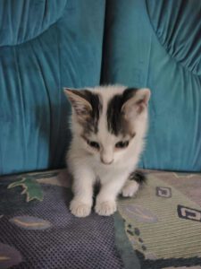 ZANA_05.2025