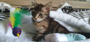 MYLA_06.2025