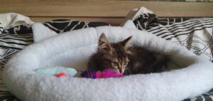 MYLA_06.2025