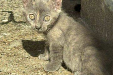 Kira_april25_2