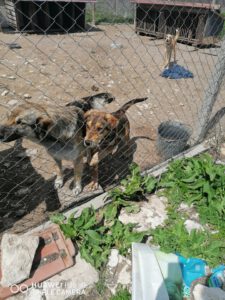 Kora_2016_15