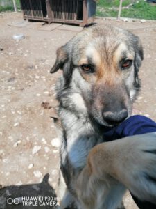 Kora_2016_18