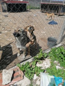 Kora_2016_19