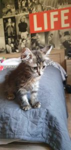 MYLA_06.2025