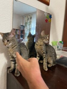 LITTLETIGER_BIGTIGER_28.03.2025