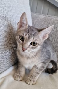 KIWI_20.04.2025