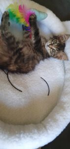 MYLA_06.2025