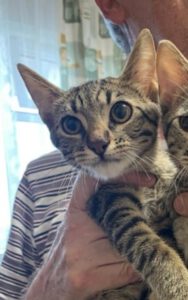 LITTLETIGER_28.03.2025