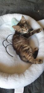MYLA_06.2025