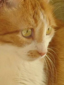 Boris_2018
