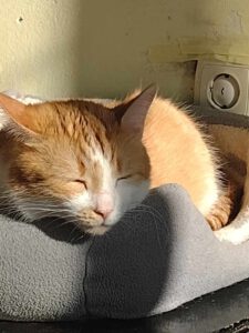 Boris_2018