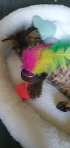 MYLA_06.2025