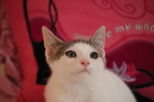 DARKO_15.04.2025