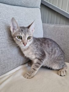 KIWI_20.04.2025