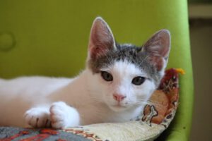 DARKO_15.04.2025