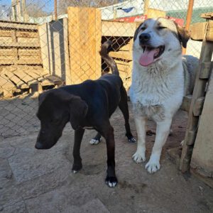 bear_apr21_1
