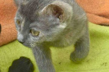 kira_april25_11