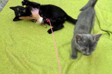 kira_zack_april25_1