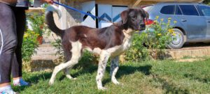 maximus_Apr20_10