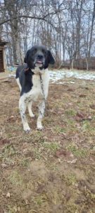 maximus_Apr20_17