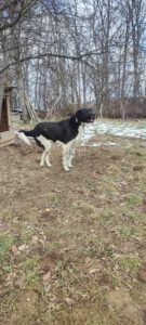 maximus_Apr20_18