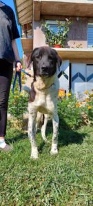 maximus_Apr20_6