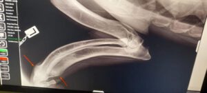 maximus_Apr20_7