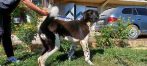 maximus_Apr20_9