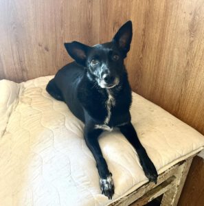 pipin_märz19_17