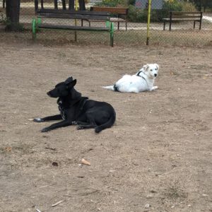 pipin_märz19_21