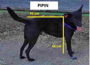 pipin_märz19_4