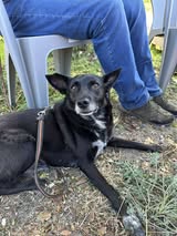 pipin_märz19_8
