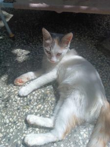 IVET_18.04.2025