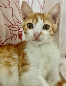 MATI_04.04.2025
