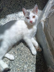 IVET_18.04.2025