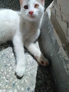 IVET_18.04.2025