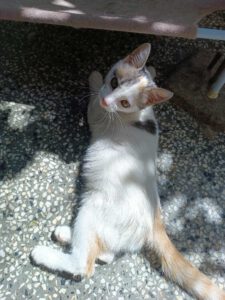 IVET_18.04.2025