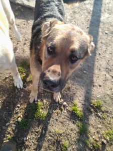 tomas_2017_11