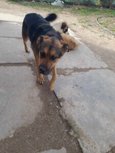 tomas_2017_14